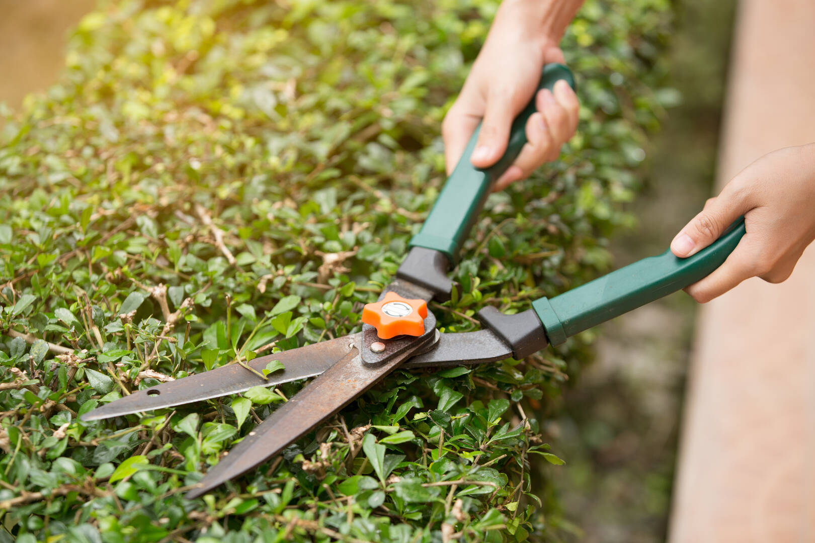 Allen's Tree Service, Inc.