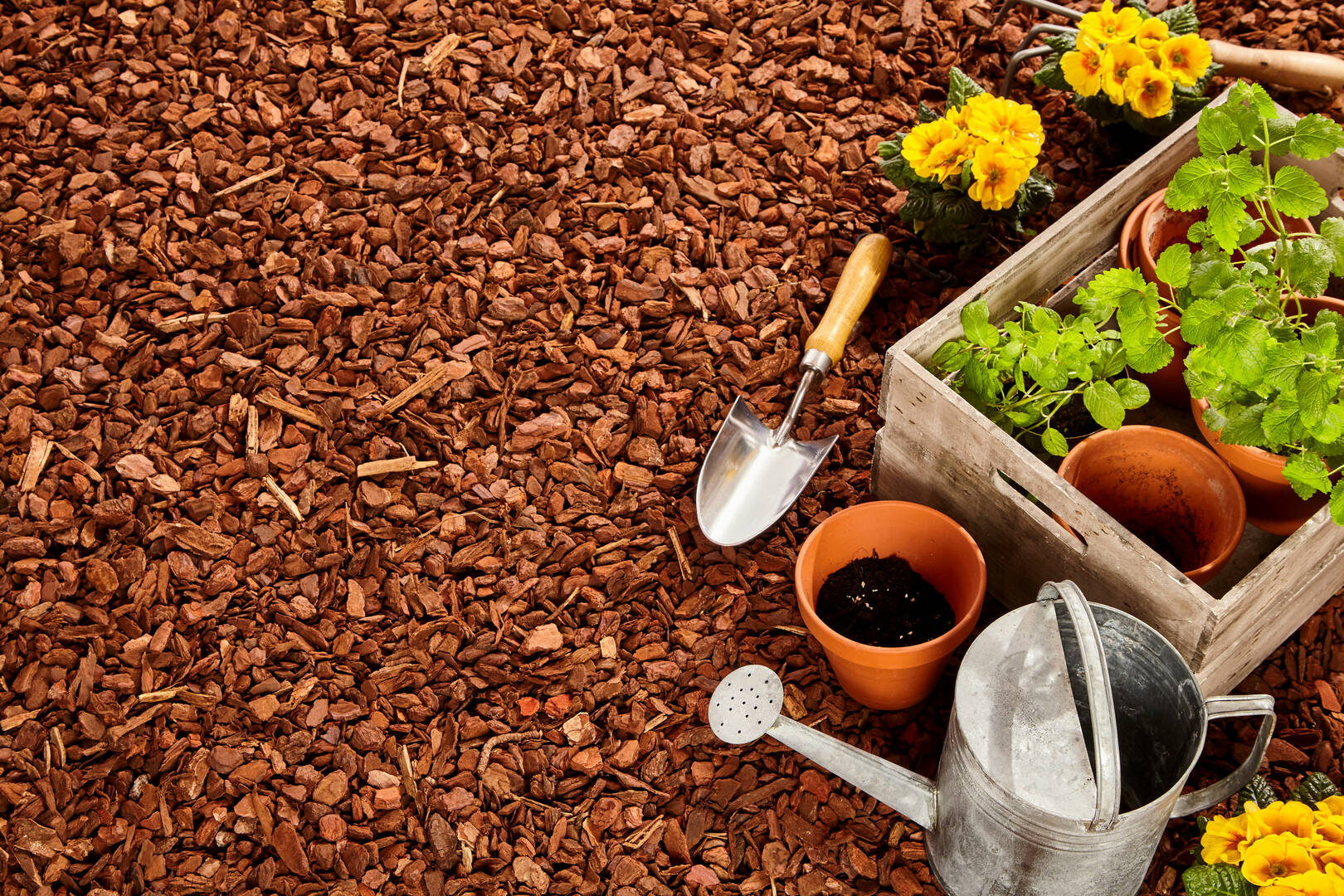 Freedom Termite & Pest Control, Inc